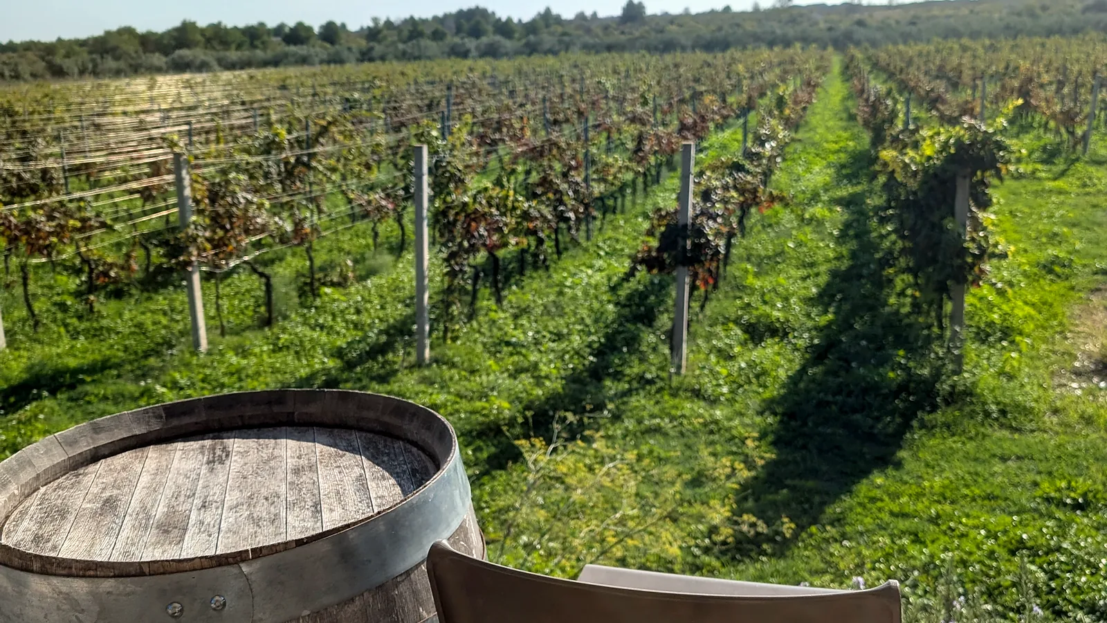 Prošek vs. Prosecco – dalmatské víno, které musíte ochutnat – Pine Tree Dalmatia blog